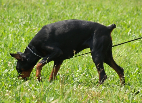 Dogs in training 6/2007